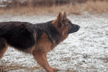 Alman uzun saçlı çoban.