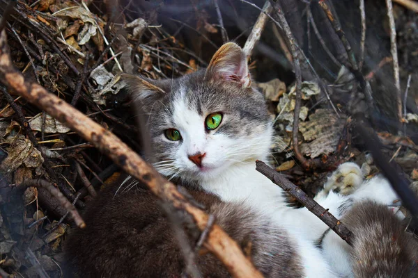 Kedi Dallar Gözler Saç Kürk Manto Bıyık Yapraklar Kahverengi Bahar — Stok fotoğraf