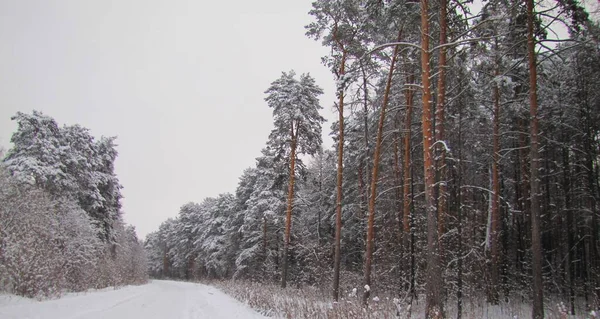 Δρόμος Ανάμεσα Στο Χιονισμένο Δάσος Μικτή Δάσος Κάτω Από Ένα — Φωτογραφία Αρχείου