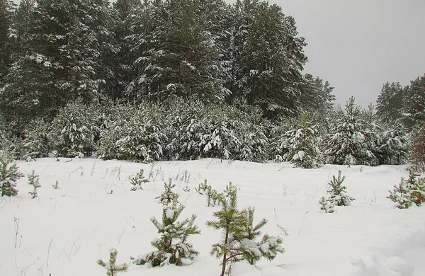 Young Pine Forest Shrouded White Snow Growing Forest Cloudy Winter — Stock Photo, Image