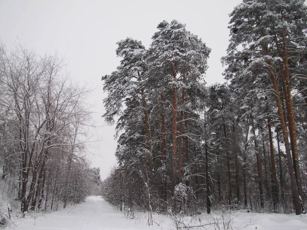 Väg Stensatt Mitt Blandskog Vinterskog Efter Tungt Snöfall Skogsvägen Läggs — Stockfoto