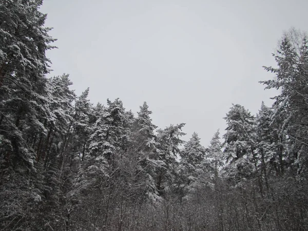 Cloudy winter morning. Pine forest after heavy snowfall. The trees cave in under the weight of the snow that has fallen.