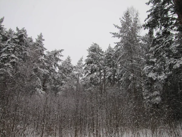 Vinter Och Sol Underbar Dag Vinterskog Allt Täckt Med Snö — Stockfoto