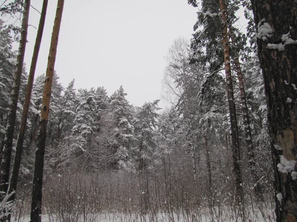 Чудовий Зимовий День Засніженому Лісі Сосновий Ліс Знизу Зверху Вкритий — стокове фото
