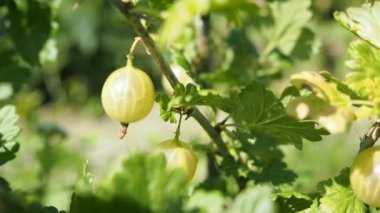 Ev yapımı bahçede yetişen taze bektaşi üzümleri (Ribes uva-crispa). Güneş ışığıyla aydınlatılmış. Yakın plan. HD VIDEO