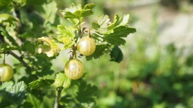 Ev yapımı bahçede yetişen taze bektaşi üzümleri (Ribes uva-crispa). Güneş ışığıyla aydınlatılmış. Yakın plan. HD VIDEO