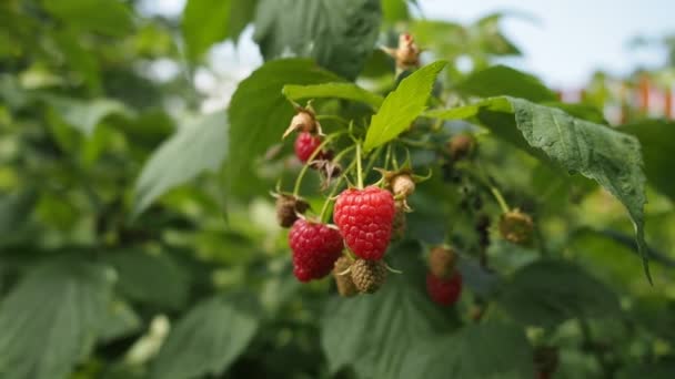 Fresh Ripe Bunch Raspberries Rubus Idaeus Growing Homemade Garden Short — Stock Video