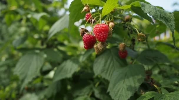 Verse Rijpe Bos Frambozen Rubus Idaeus Groeien Zelfgemaakte Tuin Kort — Stockvideo