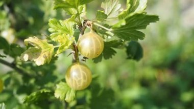 Ev yapımı bahçede yetişen taze bektaşi üzümleri (Ribes uva-crispa). Güneş ışığıyla aydınlatılmış. Yakın plan. HD VIDEO