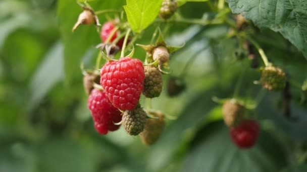 Bando Fresco Framboesas Maduras Rubus Idaeus Que Crescem Jardim Caseiro — Vídeo de Stock