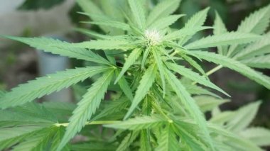 Kenevir (kenevir) tomurcuğu HD VIDEO. Olgun çiçek açan kadın marihuana çiçeği ve ev yapımı bahçede yetişen yapraklar. Yüzeysel alan derinliği ve bulanık arkaplan. Güneş ışığıyla aydınlatılmış. Yakın plan..