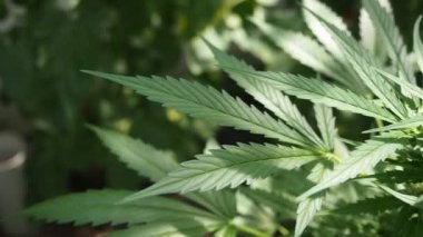 Kenevir (kenevir) tomurcuğu HD VIDEO. Olgun çiçek açan kadın marihuana çiçeği ve ev yapımı bahçede yetişen yapraklar. Yüzeysel alan derinliği ve bulanık arkaplan. Güneş ışığıyla aydınlatılmış. Yakın plan..