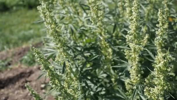 Hemp Κάνναβη Bud Video Ανθισμένα Αρσενικά Λουλούδια Μαριχουάνας Και Φύλλα — Αρχείο Βίντεο