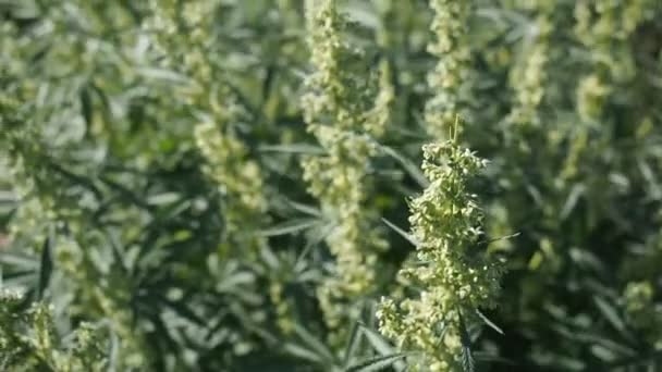 Hemp Cannabis Bud Video Ripe Blooming Male Marijuana Flower Leafs — Stock Video