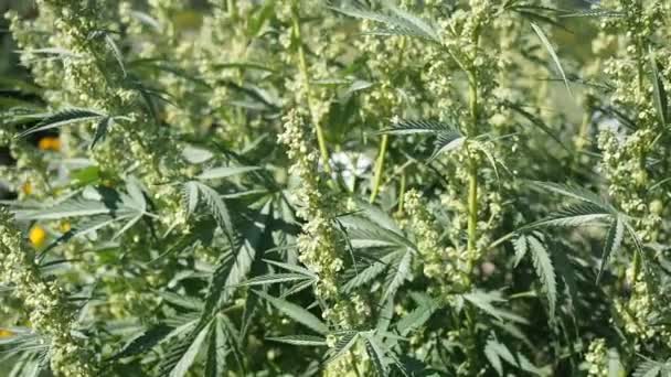 Kenevir Kenevir Tomurcuğu Video Olgun Çiçek Açan Erkek Marihuana Çiçeği — Stok video