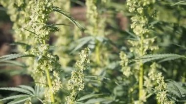 Kenevir (kenevir) tomurcuğu HD VIDEO. Olgun çiçek açan erkek marihuana çiçeği ve ev yapımı bahçede büyüyen yapraklar. Yüzeysel alan derinliği ve bulanık arkaplan. Güneş ışığıyla aydınlatılmış. Yakın plan..