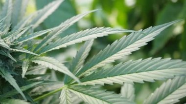 Kenevir (kenevir) tomurcuğu HD VIDEO. Olgun çiçek açan kadın marihuana çiçeği ve ev yapımı bahçede yetişen yapraklar. Yüzeysel alan derinliği ve bulanık arkaplan. Güneş ışığıyla aydınlatılmış. Yakın plan..