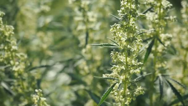 Chanvre Cannabis Bourgeon Vidéo Fleurs Marijuana Mâles Mûres Feuilles Poussant — Video