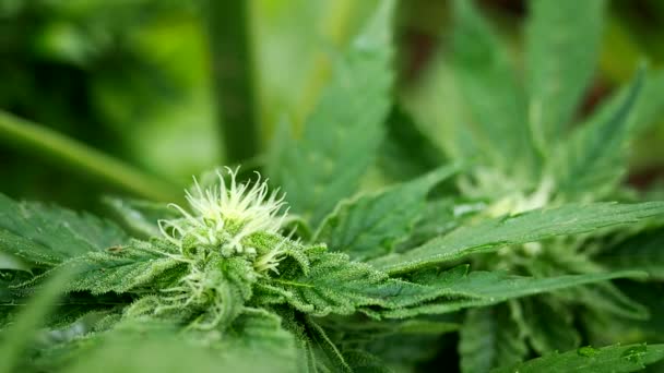 Chanvre Cannabis Bourgeon Vidéo Fleurs Marijuana Femelles Mûres Feuilles Poussant — Video