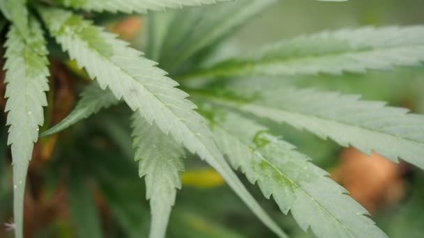 Hemp Cannabis Bud Video Ripe Blooming Female Marijuana Flower Leafs — Stock Video