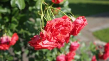 Hd Video 'da botanik bahçesinde bir demet kırmızı gül (Flammentanz - Kordes 1952). Güneş ışığıyla aydınlatılmış. Yakın plan..