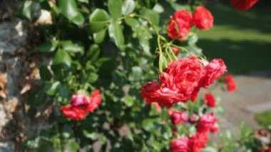 Hd Video 'da botanik bahçesinde bir demet kırmızı gül (Flammentanz - Kordes 1952). Güneş ışığıyla aydınlatılmış. Yakın plan..