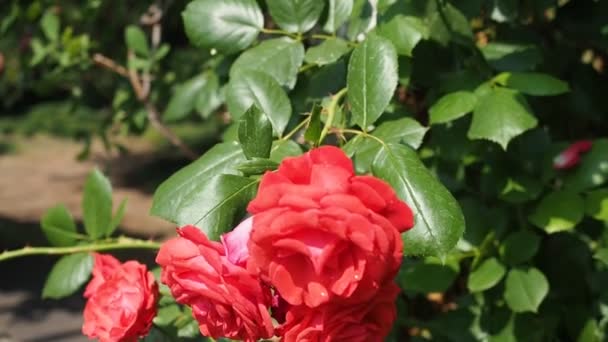 Videoの植物園での赤いバラ Flammentanz Kordes 1952 の美しい開花の花の束 太陽の光に照らされる — ストック動画