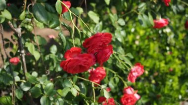 Hd Video 'da botanik bahçesinde bir demet kırmızı gül (Flammentanz - Kordes 1952). Güneş ışığıyla aydınlatılmış. Yakın plan..
