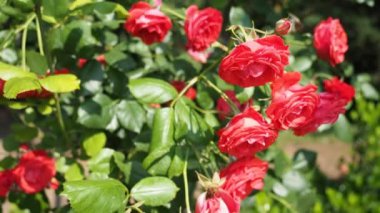 Hd Video 'da botanik bahçesinde bir demet kırmızı gül (Flammentanz - Kordes 1952). Güneş ışığıyla aydınlatılmış. Yakın plan..
