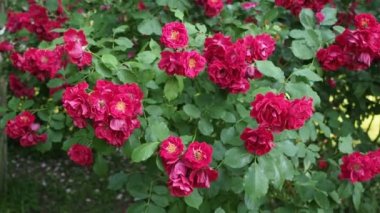 Hd Video 'da botanik bahçesinde bir demet kırmızı gül (Eva - Kordes 1933). Yumuşak gün ışığıyla aydınlatılmış. Yakın plan..