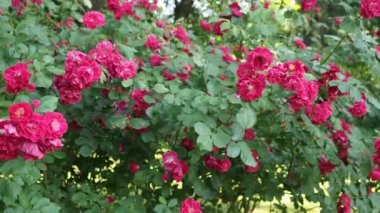 Hd Video 'da botanik bahçesinde bir demet kırmızı gül (Eva - Kordes 1933). Yumuşak gün ışığıyla aydınlatılmış. Yakın plan..