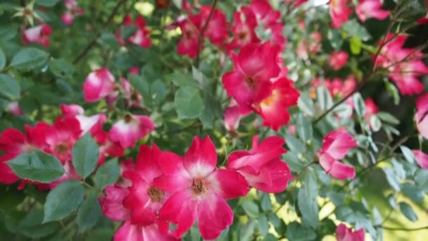Bouquet de belles fleurs fleuries de rose rouge (COCKTEIL - Meilland 1957) dans le jardin botanique en HD VIDEO. Illuminé par la douce lumière du jour. Gros plan .