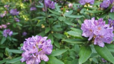 HD VIDEO 'daki botanik bahçesinde bir demet güzel çiçek açan Rhododendron (Rhododendron 