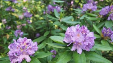 HD VIDEO 'daki botanik bahçesinde bir demet güzel çiçek açan Rhododendron (Rhododendron 