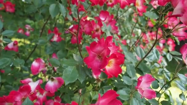 Ένα Μάτσο Όμορφα Ανθισμένα Λουλούδια Από Κόκκινο Τριαντάφυλλο Cockteil Meilland — Αρχείο Βίντεο