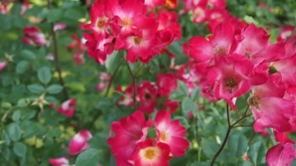 Букет Красивих Квітучих Квітів Червоної Троянди Cockteil Meilland 1957 Ботанічному — стокове відео
