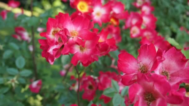 Egy Csomó Gyönyörű Virágzó Virág Vörös Rózsa Cockteil Meilland 1957 — Stock videók