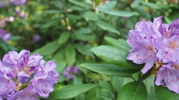 Video植物园中的紫罗兰花 Rhododendron Bernstein Ericaceae 美丽的花朵丛生 被柔和的日光照亮了四 后续行动 — 图库视频影像