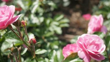 Hd Video 'da botanik bahçesinde bir demet pembe gül (Madlenka (Floribunda) - Veea 1975). Güneş ışığıyla aydınlatılmış. Yakın plan..