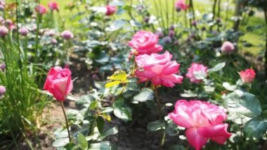 Hd Video 'daki botanik bahçesinde bir demet pembe gül (Rose Gaujard - Gaujard 1957). Güneş ışığıyla aydınlatılmış. Yakın plan..