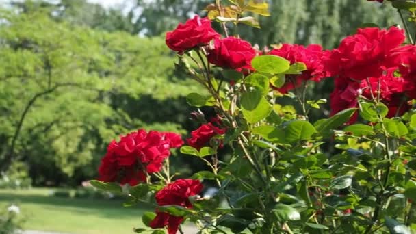 Bunch Van Mooie Bloeiende Bloemen Van Rode Roos Santana Tantau — Stockvideo