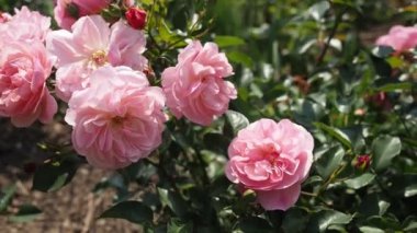 Hd Video 'da botanik bahçesinde bir demet pembe gül (Madlenka (Floribunda) - Veea 1975). Güneş ışığıyla aydınlatılmış. Yakın plan..