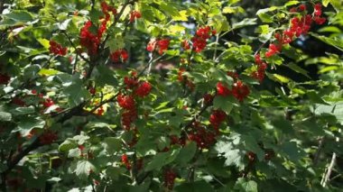 Ev yapımı bahçede yetişen çalılıklarda yetişen taze kırmızı üzümler (Ribes rubrum). Yüzeysel alan derinliği ve bulanık arkaplan. Güneş ışığıyla aydınlatılmış. Yakın plan. Hd Videosu