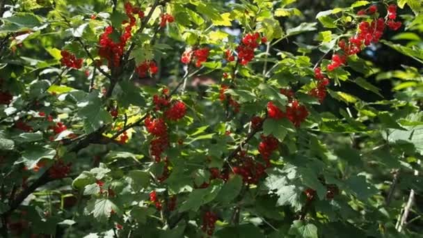 Φρέσκια Δέσμη Ώριμων Κόκκινων Φραγκοστάφυλων Ribes Rubrum Θάμνους Που Αναπτύσσονται — Αρχείο Βίντεο
