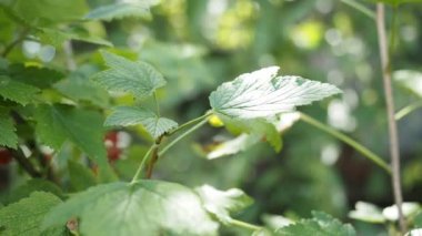 Ev yapımı bahçede yetişen çalılıklarda yetişen taze kırmızı üzümler (Ribes rubrum). Yüzeysel alan derinliği ve bulanık arkaplan. Güneş ışığıyla aydınlatılmış. Yakın plan. Hd Videosu