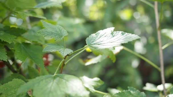 Fresh Bunch Ripe Red Currants Ribes Rubrum Bush Growing Homemade — Stock Video