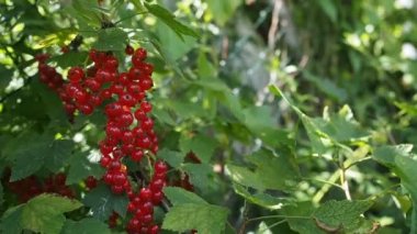 Ev yapımı bahçede yetişen çalılıklarda yetişen taze kırmızı üzümler (Ribes rubrum). Yüzeysel alan derinliği ve bulanık arkaplan. Güneş ışığıyla aydınlatılmış. Yakın plan. Hd Videosu