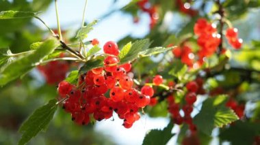 Ev yapımı bahçede yetişen çalılıklarda yetişen taze kırmızı üzümler (Ribes rubrum). Yüzeysel alan derinliği ve bulanık arkaplan. Güneş ışığıyla aydınlatılmış. Yakın plan. Hd Videosu