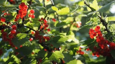 Ev yapımı bahçede yetişen çalılıklarda yetişen taze kırmızı üzümler (Ribes rubrum). Yüzeysel alan derinliği ve bulanık arkaplan. Güneş ışığıyla aydınlatılmış. Yakın plan. Hd Videosu