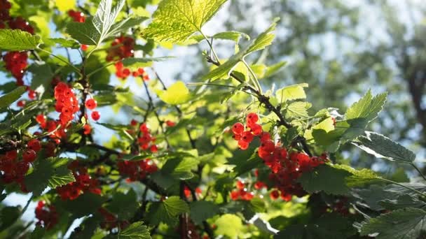 Färska Gäng Mogna Röda Vinbär Ribes Rubrum Buske Som Växer — Stockvideo